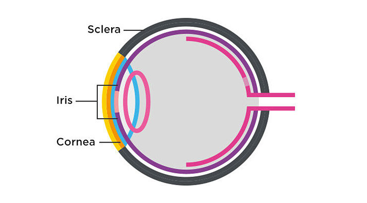 Anatomy of the eye - 1