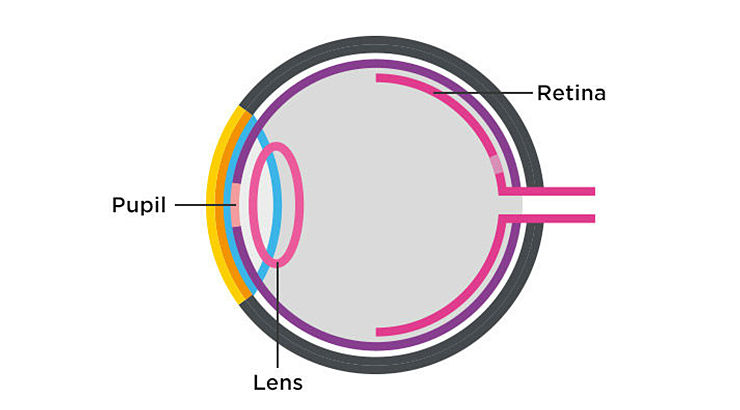 Anatomy of the eye - 2